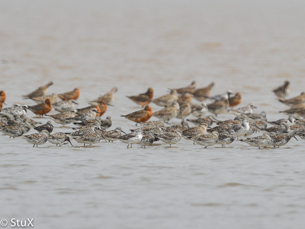 Great Knot - ML533227931