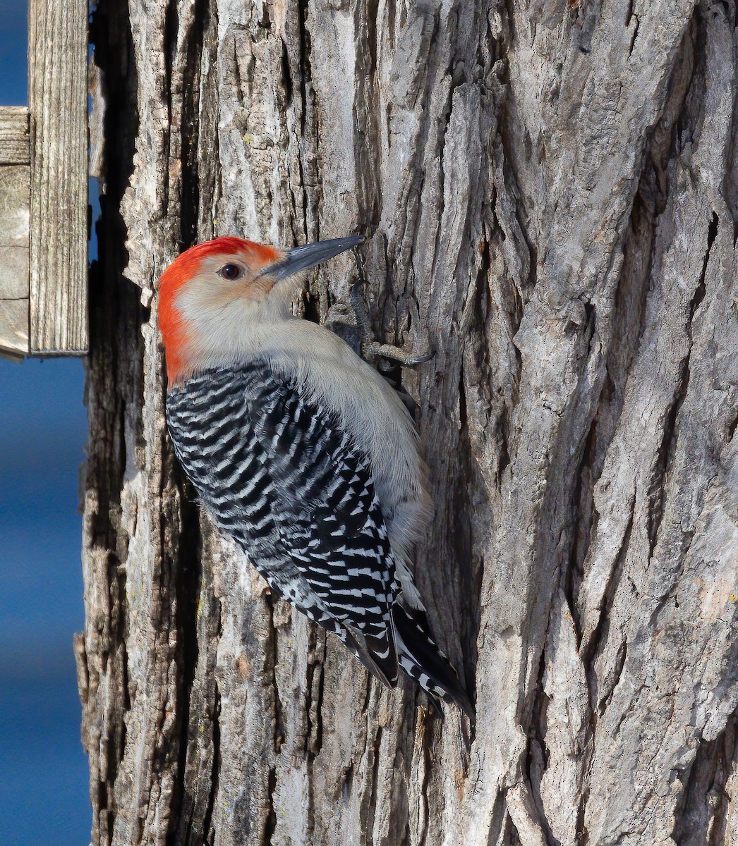 Red-bellied Woodpecker - Karl  Fliris