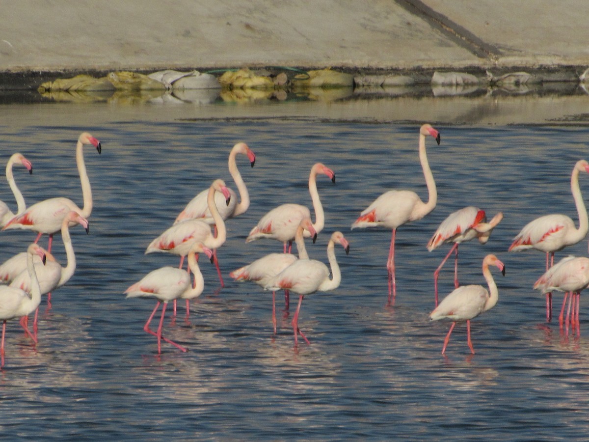 Greater Flamingo - John Koon