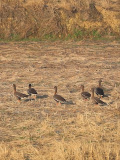 Lesser White-fronted Goose, ML533245921