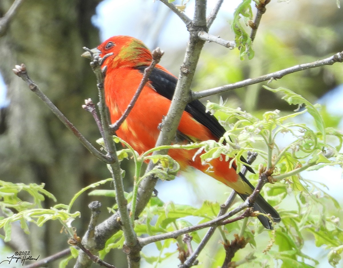 Scarlet Tanager - ML533249591