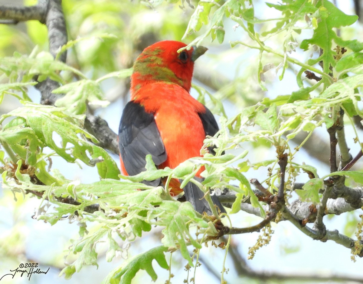 Scarlet Tanager - ML533249701