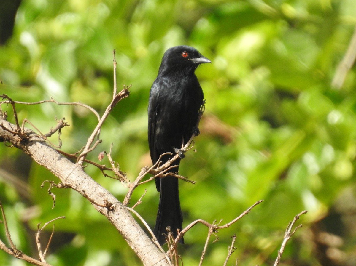 Fork-tailed Drongo (Glossy-backed) - ML533253401