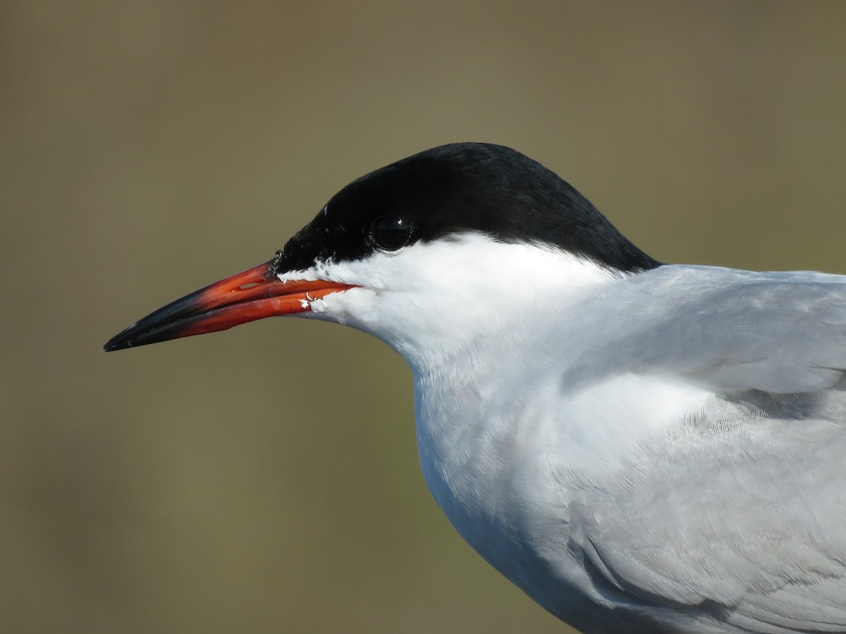 Common Tern (hirundo/tibetana) - ML533260031