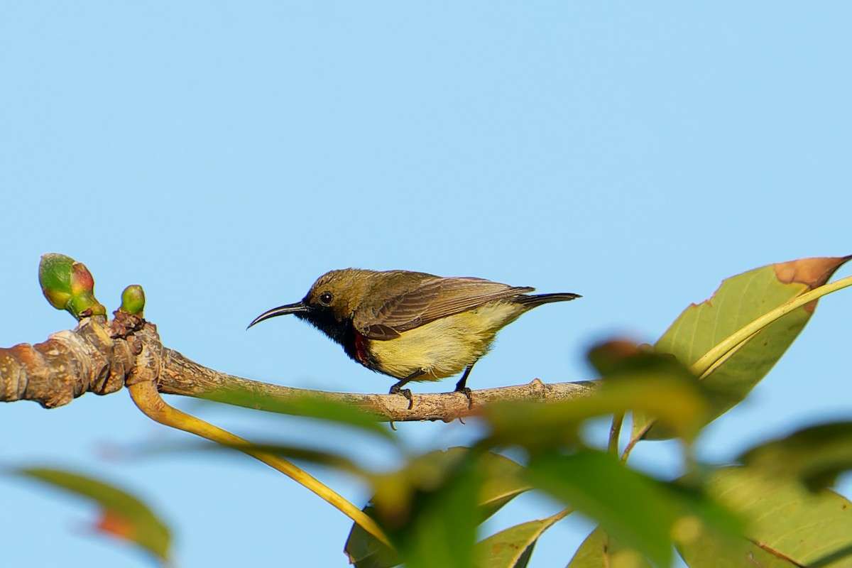Fork-tailed Sunbird (Hainan) - ML533261301