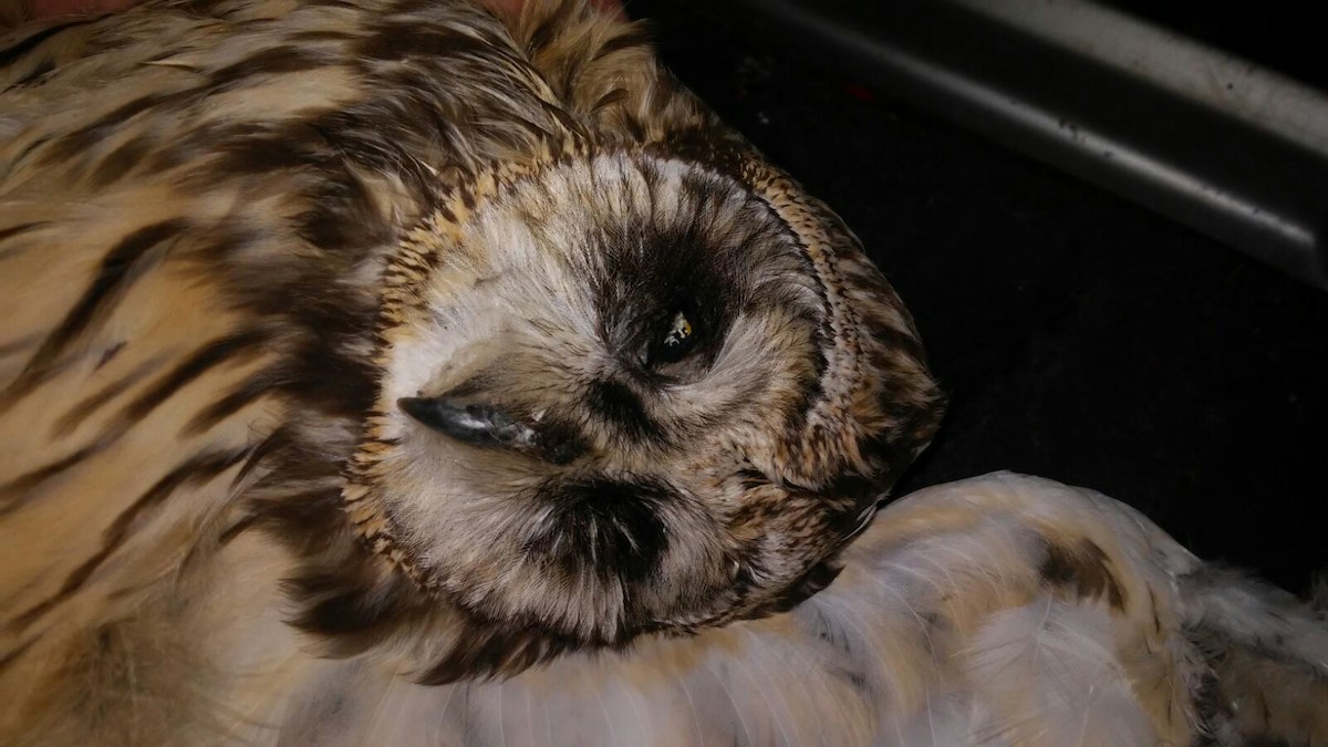 Short-eared Owl - ML53326161