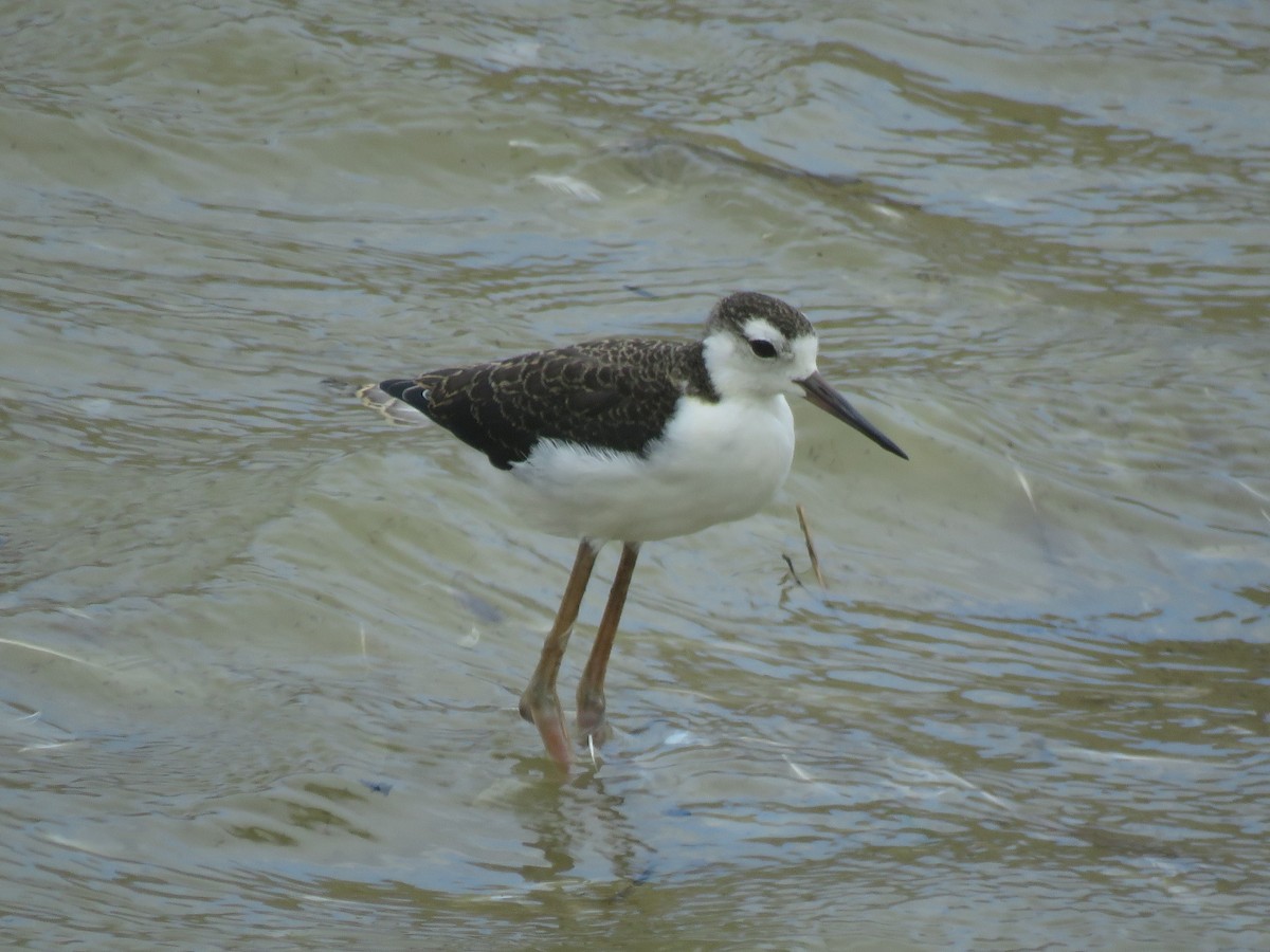 MarylandDC Breeding Bird Atlas Checklist 10 Jul 2020 Poplar Island