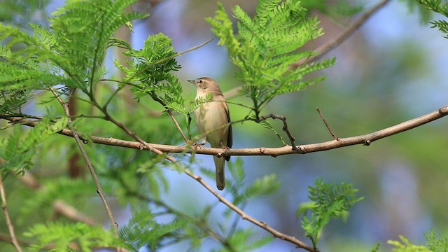 Booted Warbler - ML533266751
