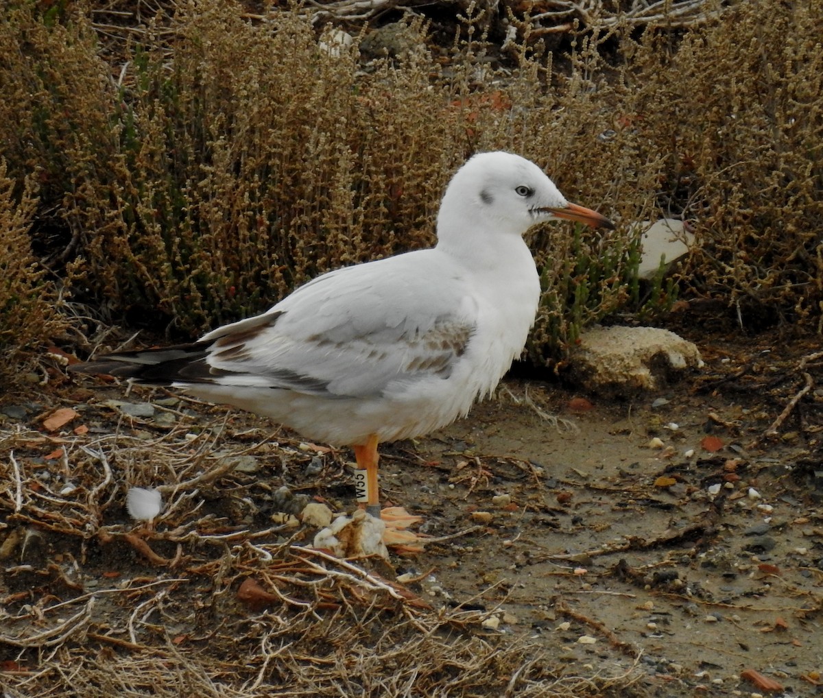 Slender-billed Gull - Juan Ramírez