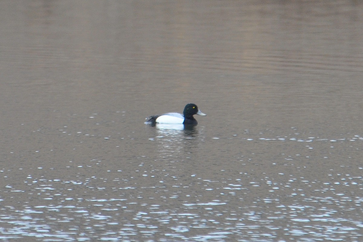 Greater Scaup - ML53327121