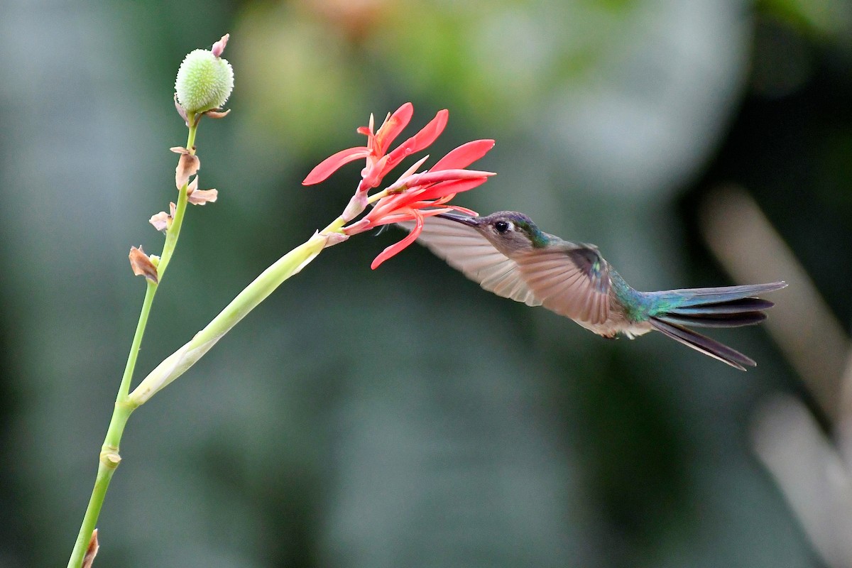kolibřík klínoocasý - ML533274121