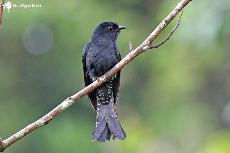 Square-tailed Drongo-Cuckoo - ML533275601