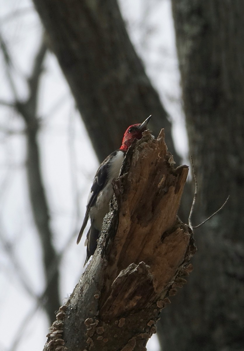 Red-headed Woodpecker - ML53327561