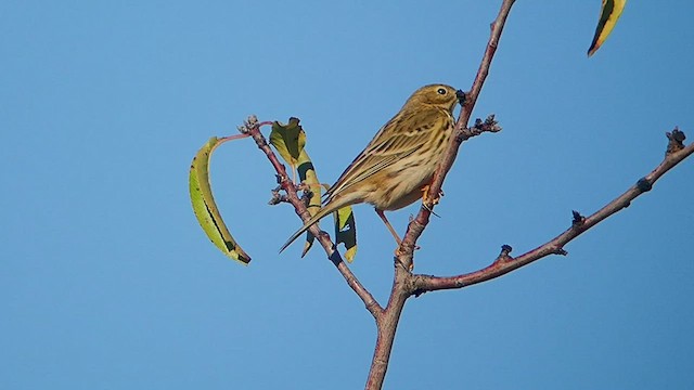 Meadow Pipit - ML533275671