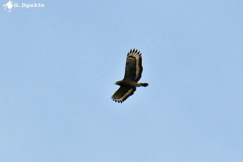 Crested Serpent-Eagle - ML533275871
