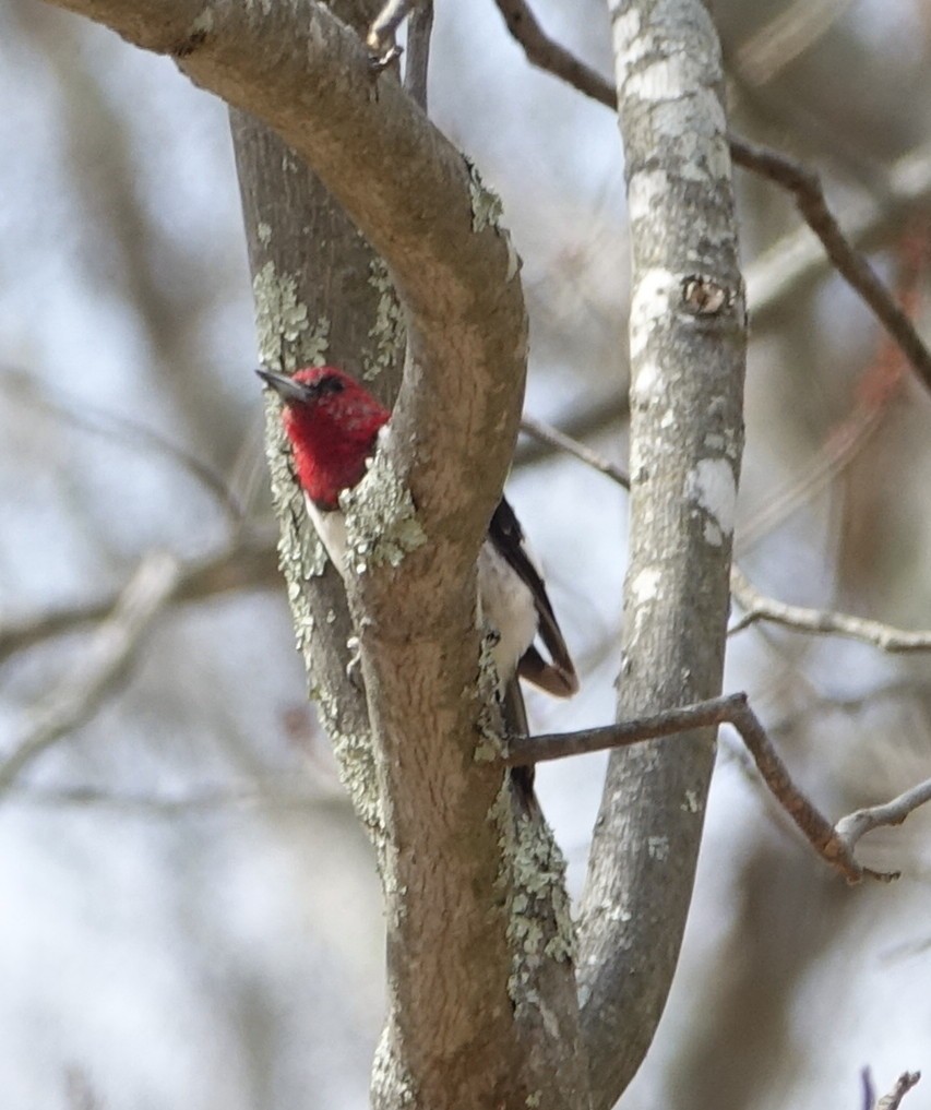 Red-headed Woodpecker - ML53327601