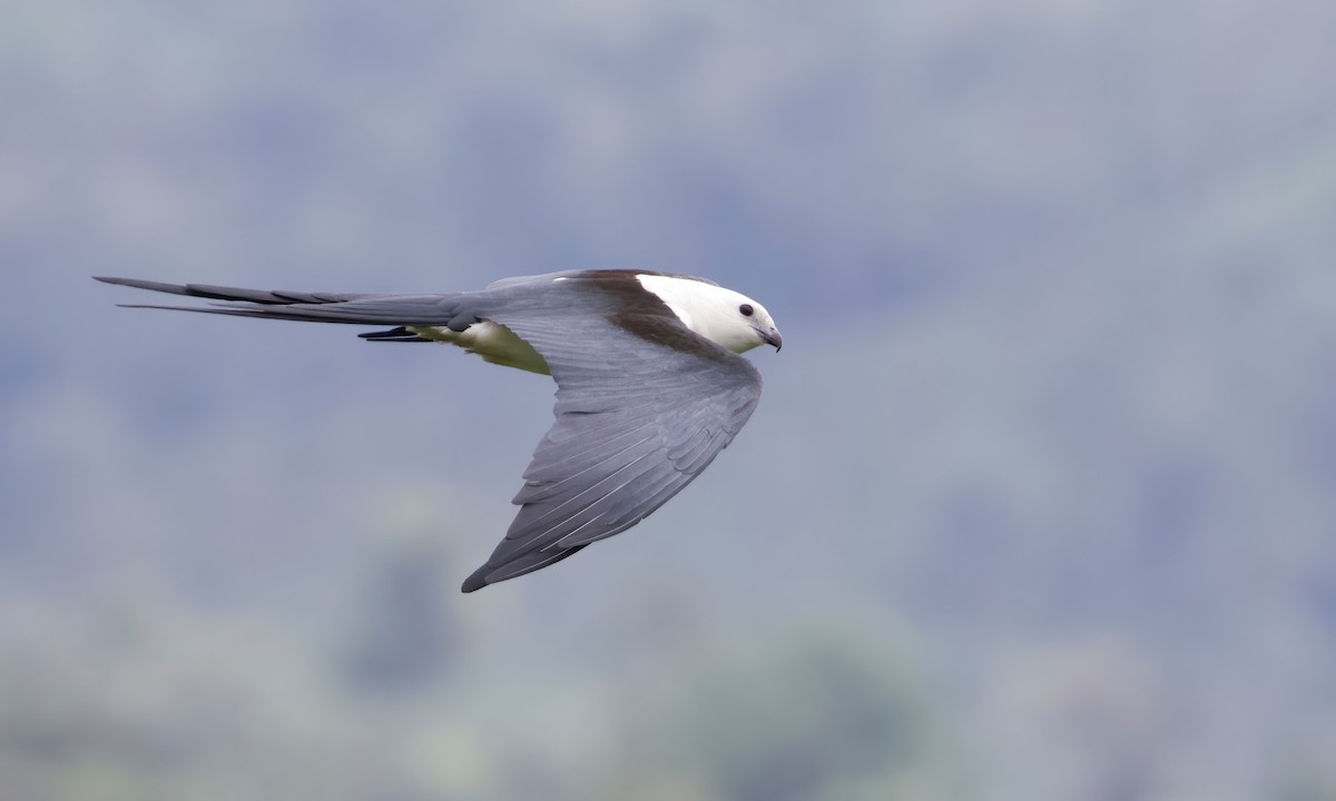 Swallow-tailed Kite - RJ Baltierra