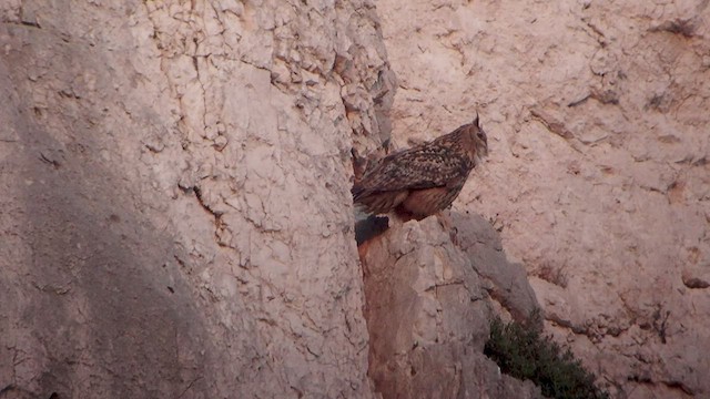 Eurasian Eagle-Owl - ML533280961