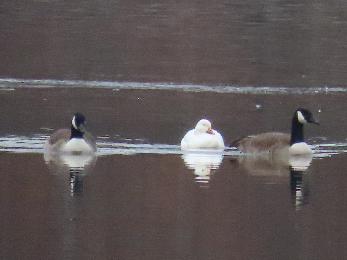 New York Breeding Bird Atlas Checklist 9 Feb 2023 Ogden Mills