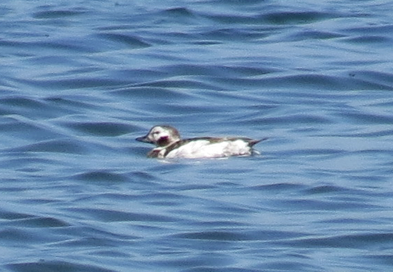 Long-tailed Duck - David Nickerson