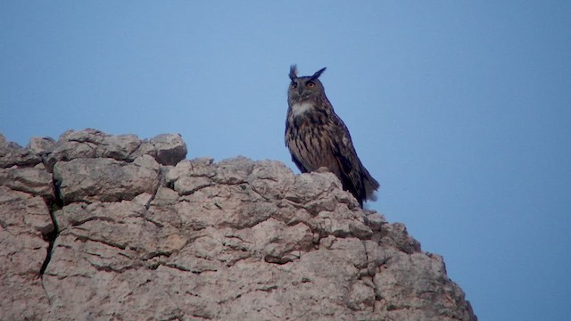 Eurasian Eagle-Owl - ML533284061