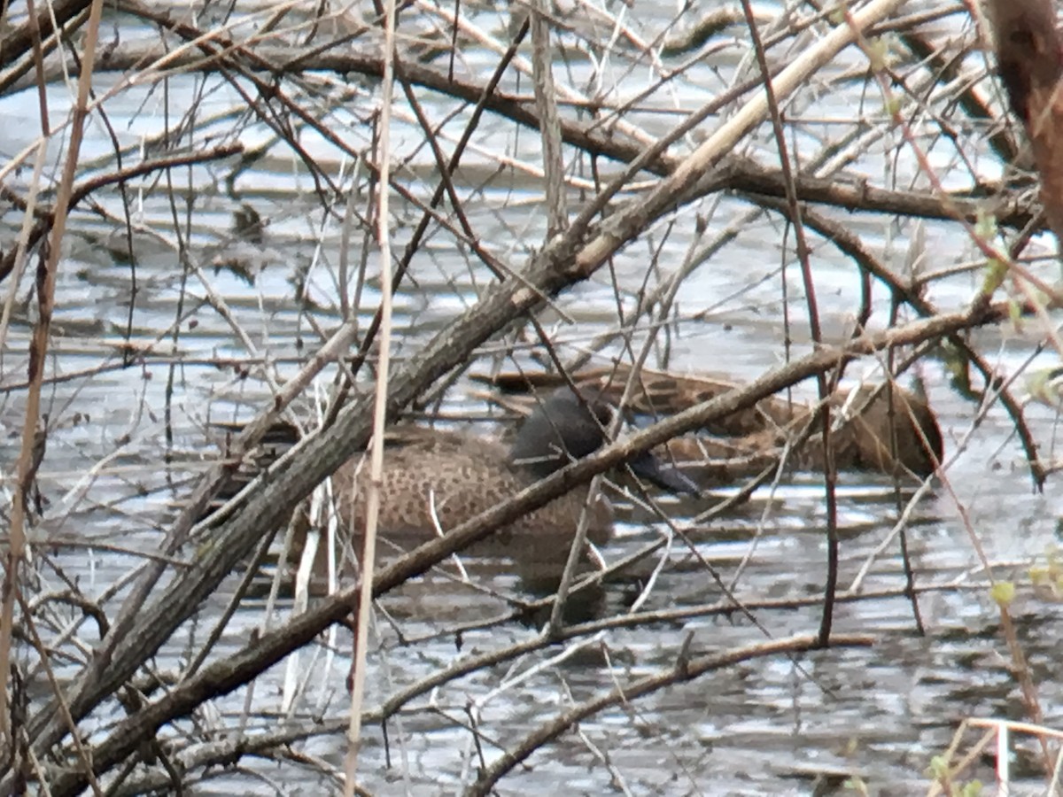 Blue-winged Teal - ML53328911