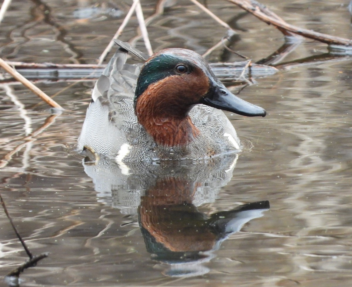 Green-winged Teal - Sandi Jacques