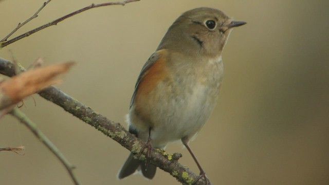 Red-flanked Bluetail - ML533293641