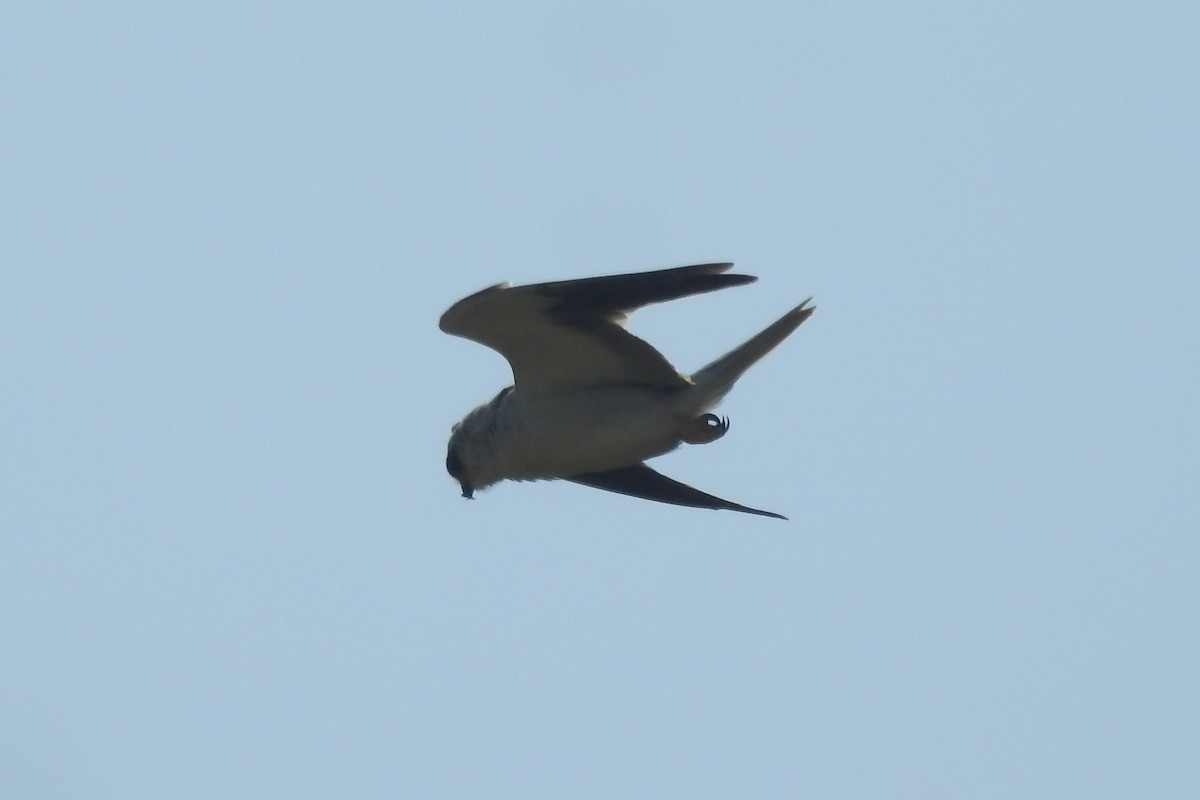 Black-winged Kite - ML533293871