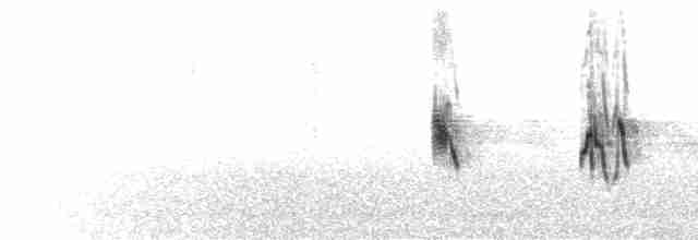  - Gray-hooded Sierra Finch