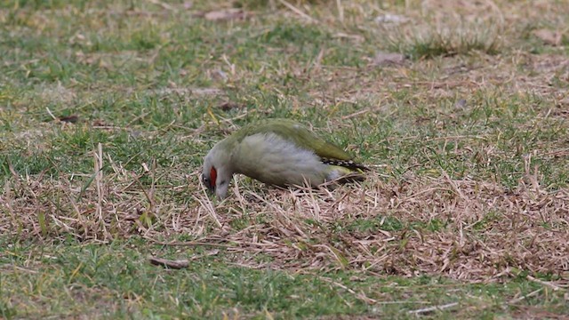 Iberian Green Woodpecker - ML533298481
