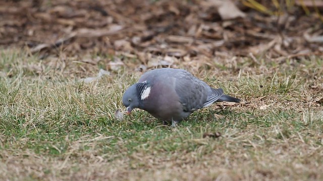Common Wood-Pigeon - ML533299901