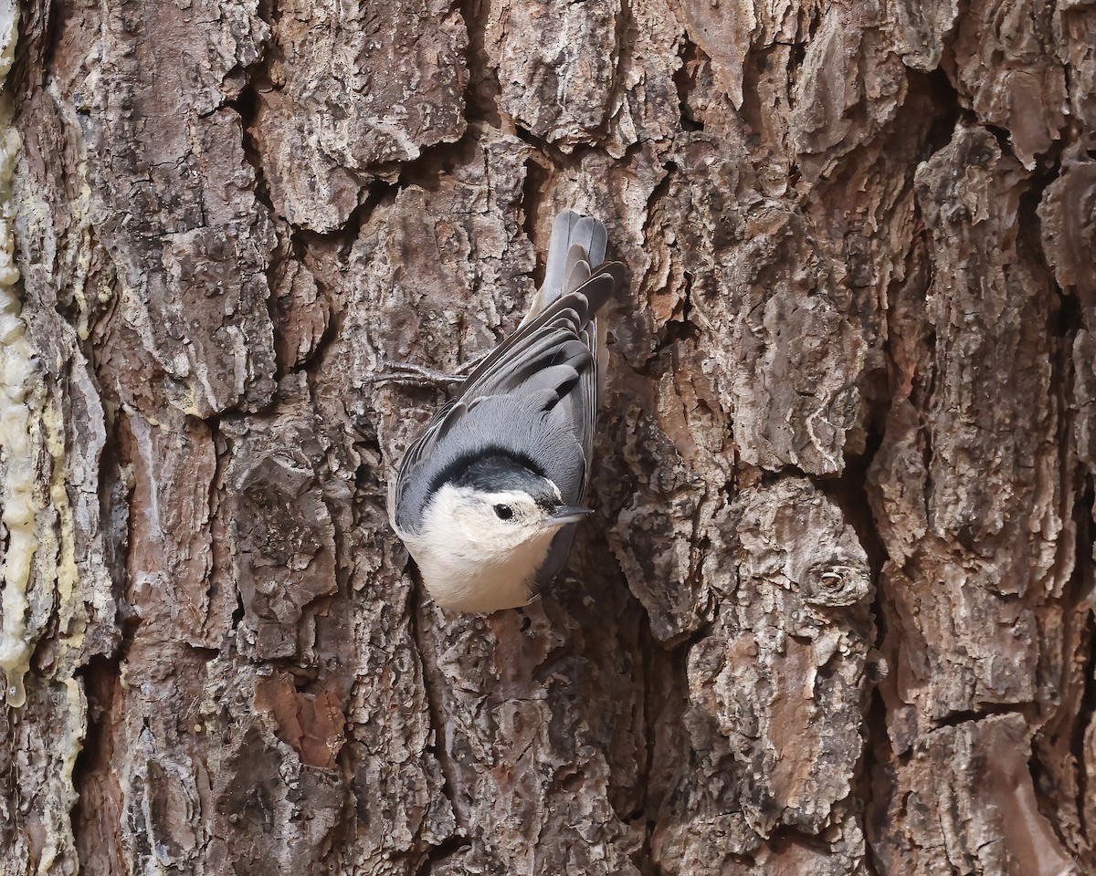 White-breasted Nuthatch - ML533305161