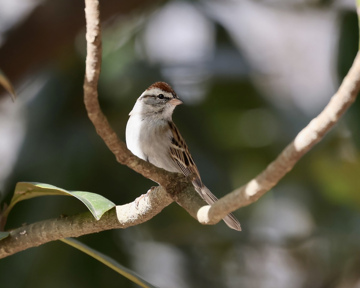 Chipping Sparrow - Debbie Kosater