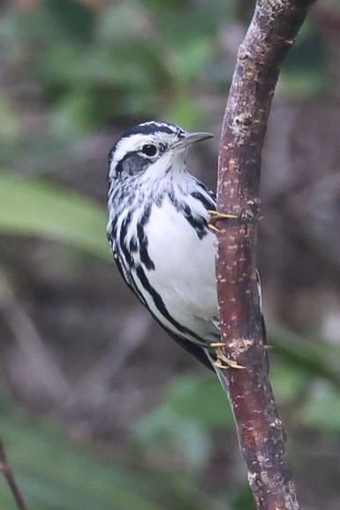 Black-and-white Warbler - ML533307431