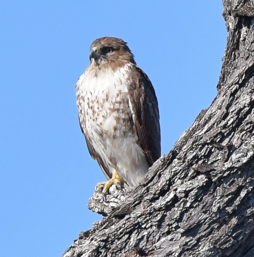 Red-tailed Hawk - ML533307511