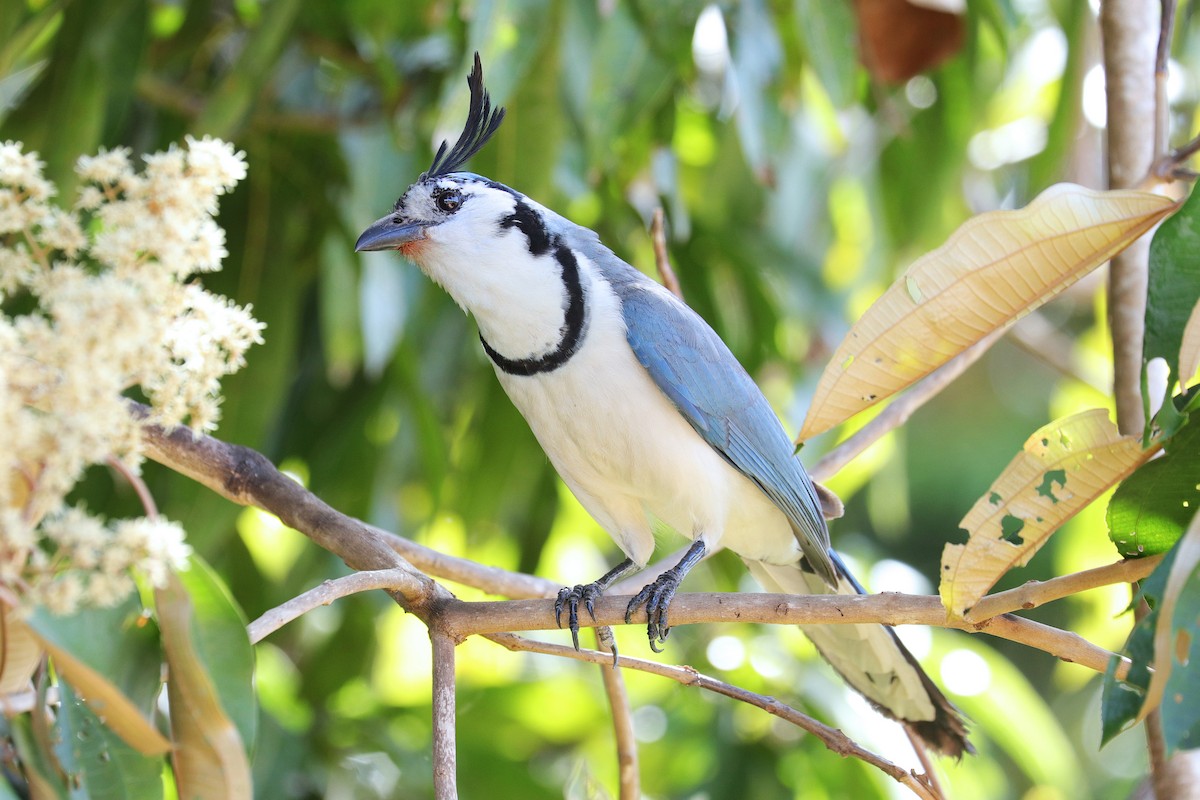 White-throated Magpie-Jay - ML533313461