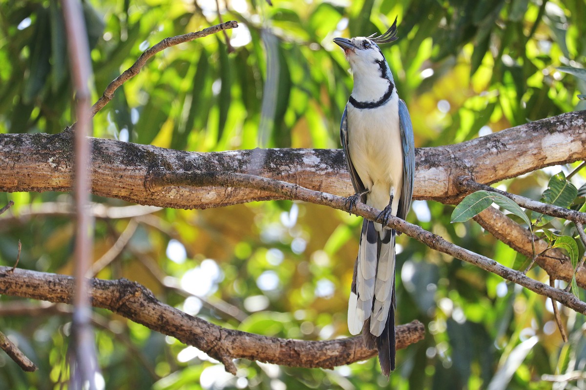 White-throated Magpie-Jay - ML533313591
