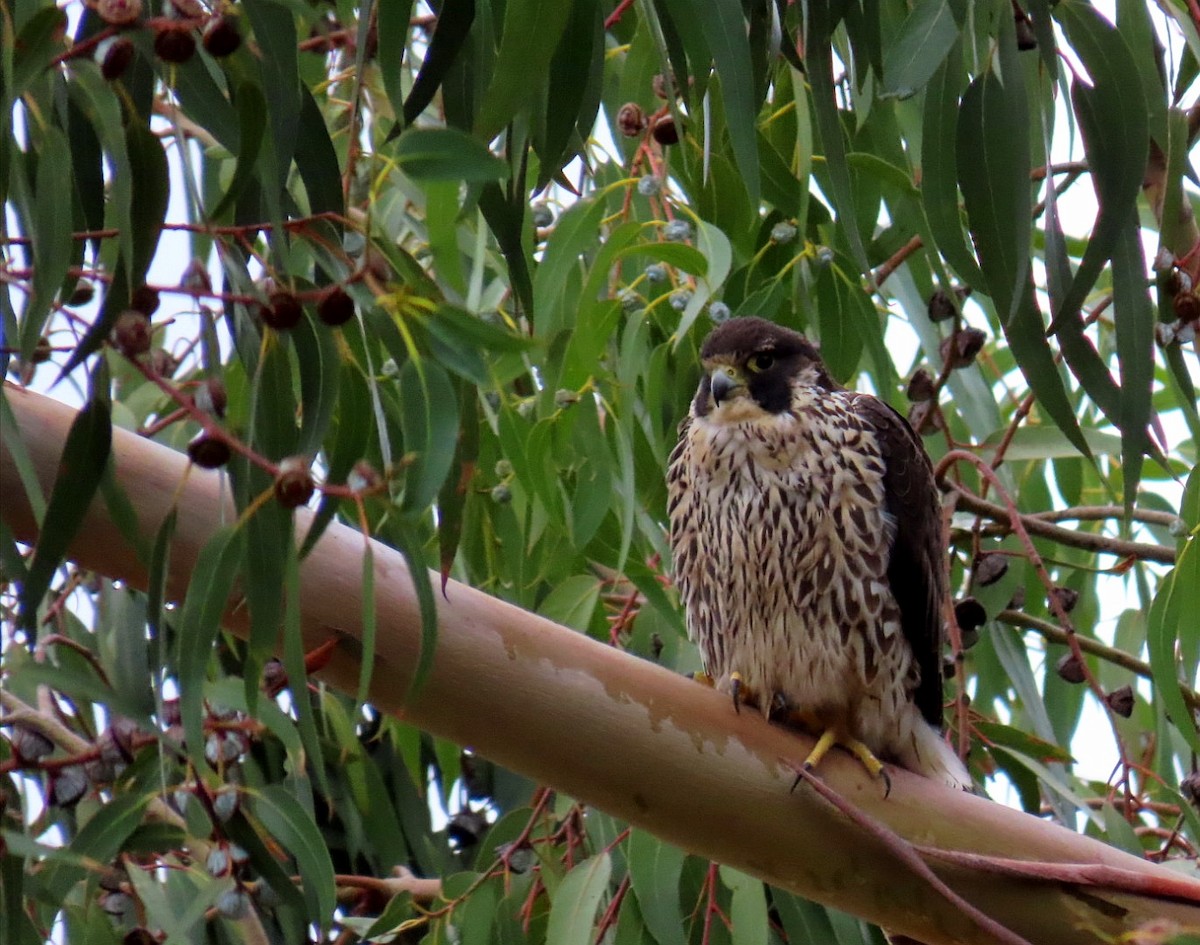 Peregrine Falcon - Nestor Ccacya Baca