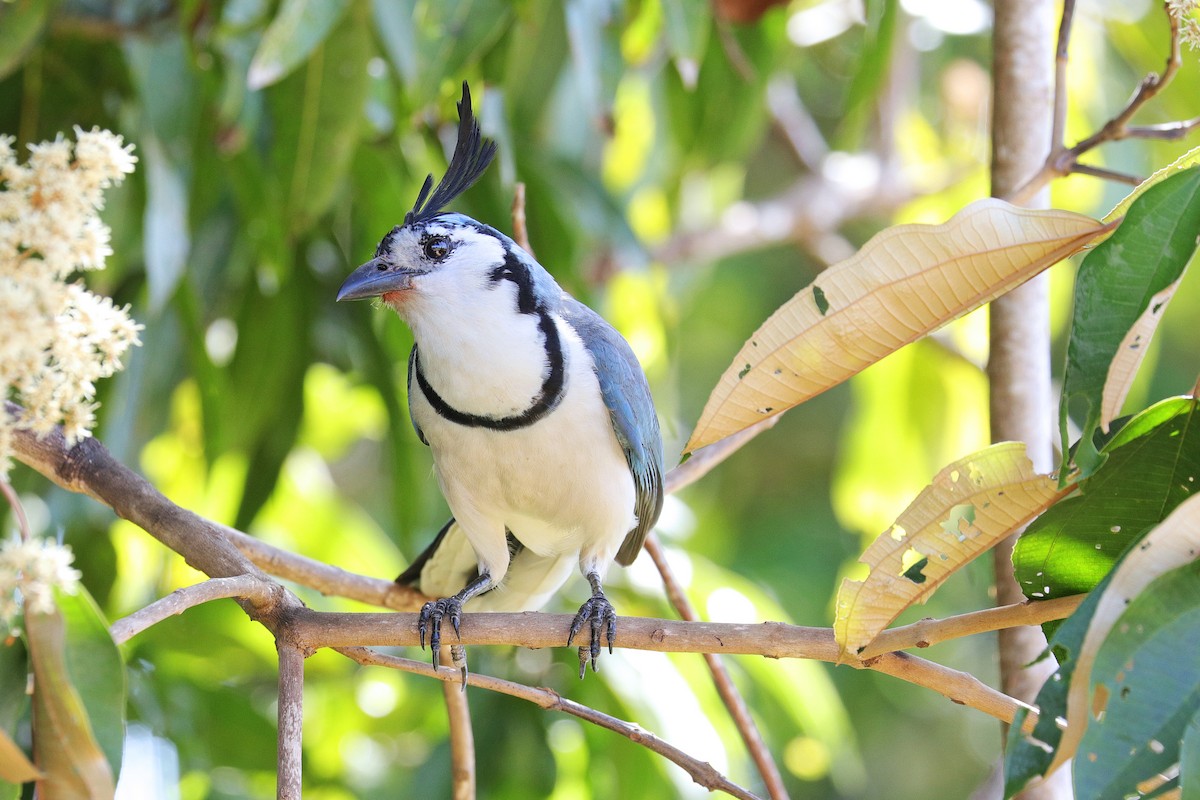 White-throated Magpie-Jay - ML533313641
