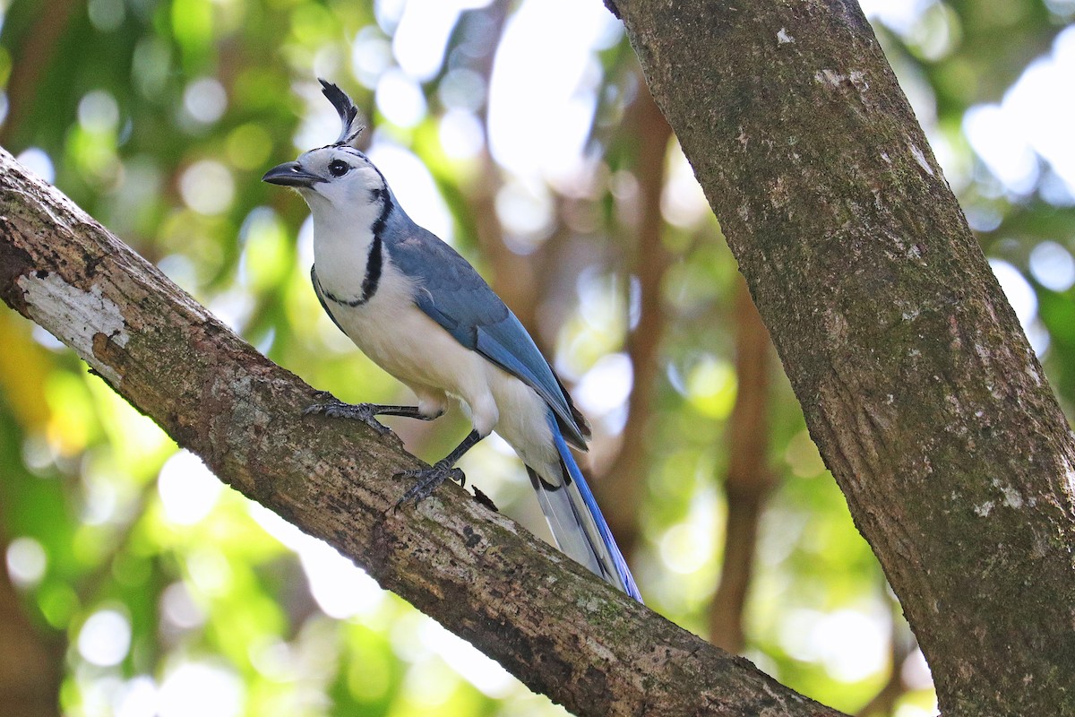 White-throated Magpie-Jay - ML533313661