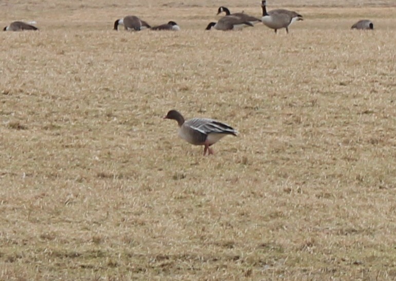 Pink-footed Goose - ML533313961