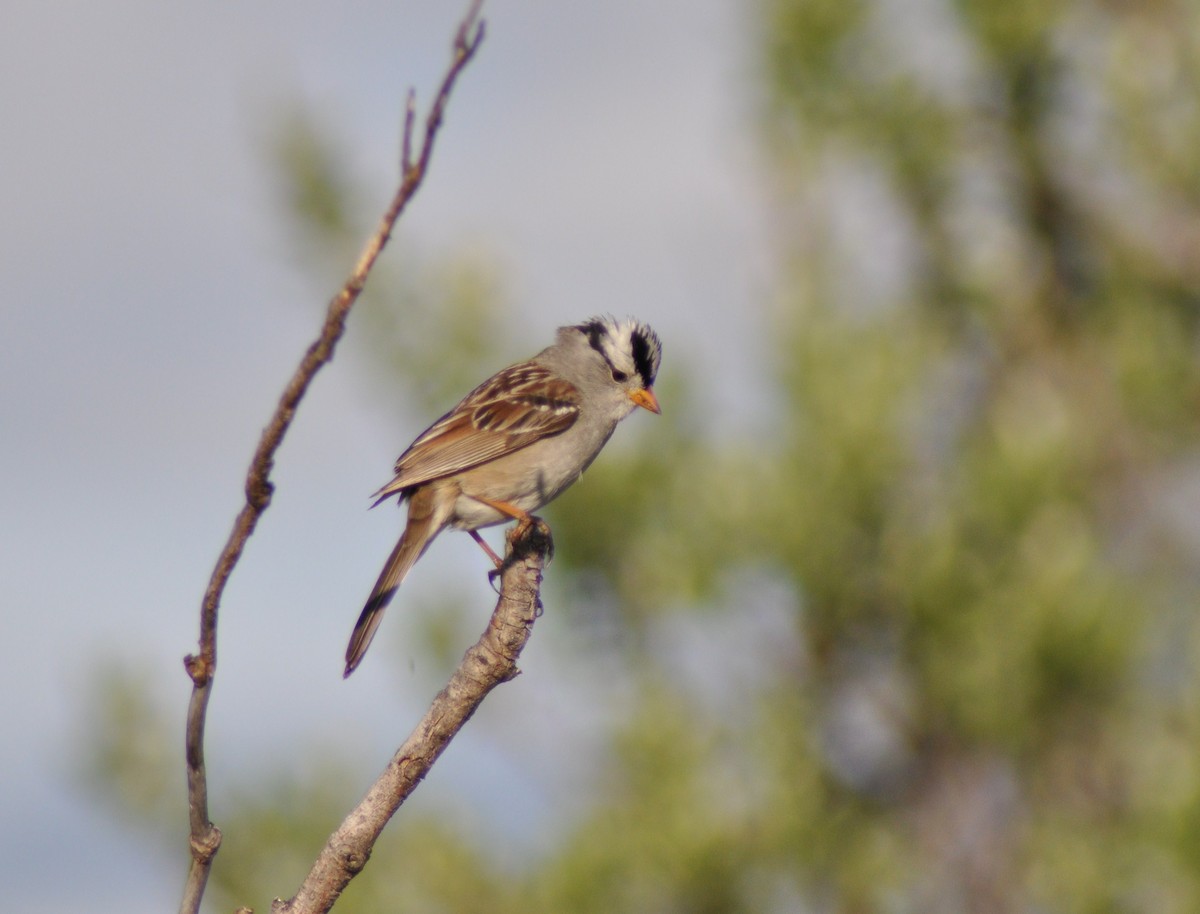 White-crowned Sparrow - ML533319161
