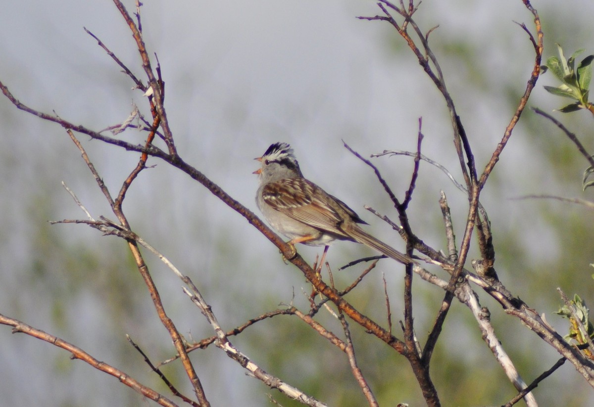 White-crowned Sparrow - Tommie Rogers