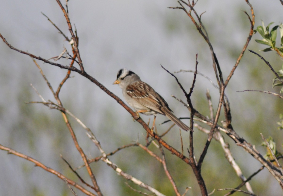 White-crowned Sparrow - Tommie Rogers