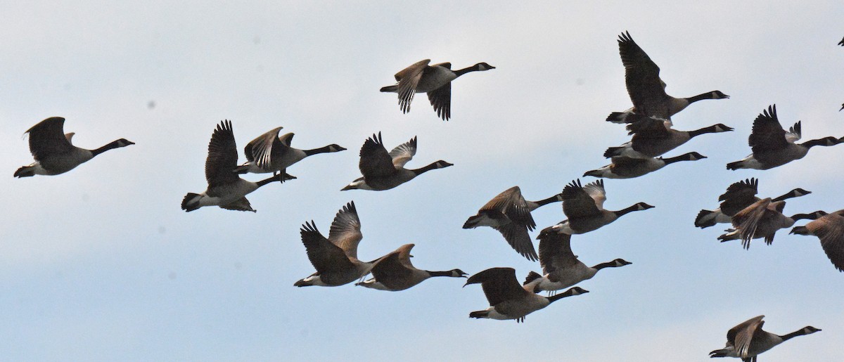 Maine Bird Atlas Checklist 8 Feb 2023 Flying Point Preserve