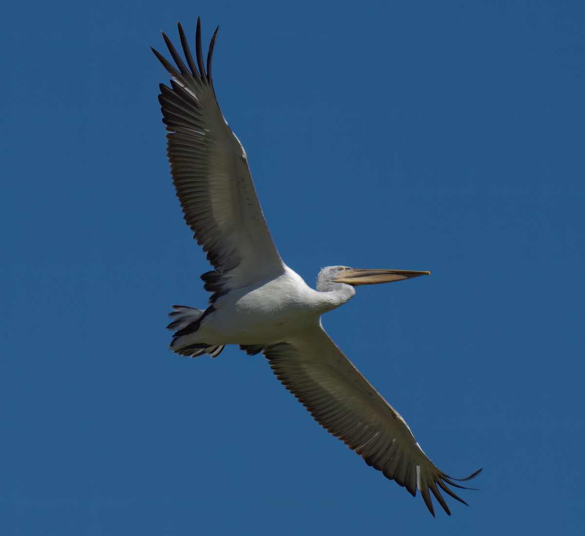 pelikán kadeřavý - ML533324161