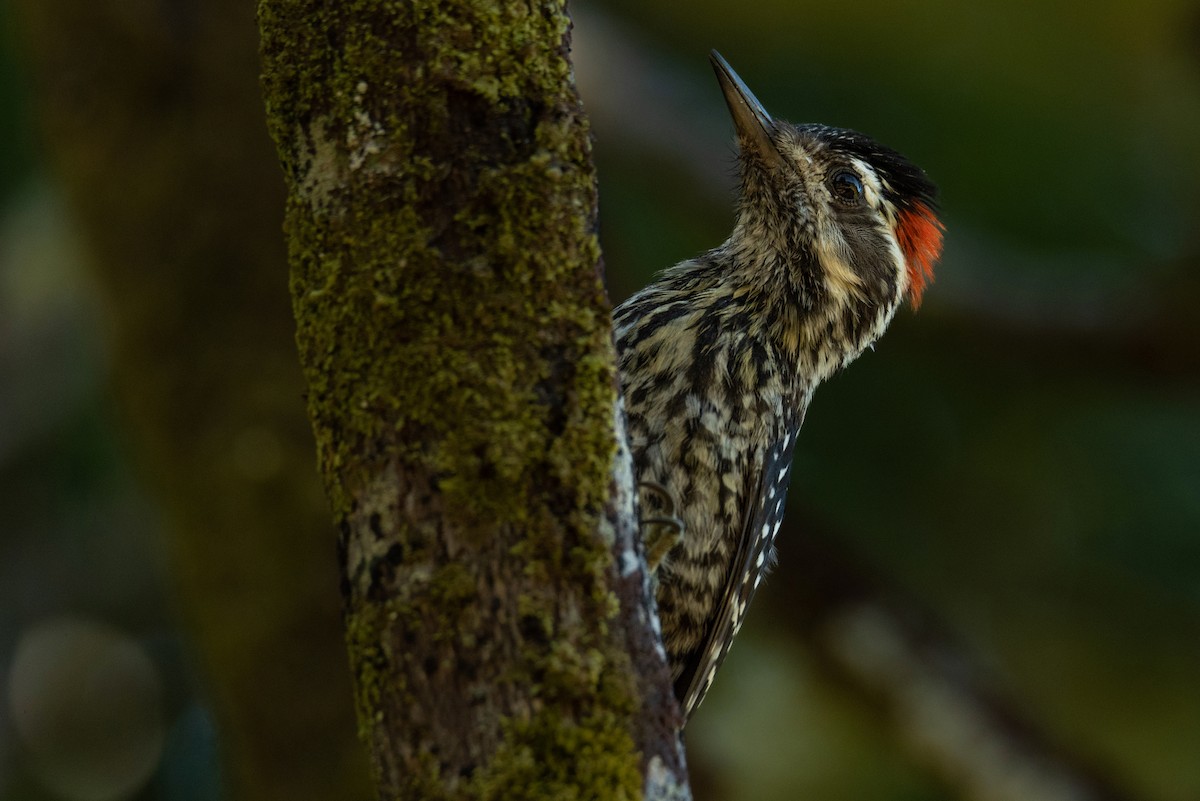Striped Woodpecker - Tamara Catalán Bermudez