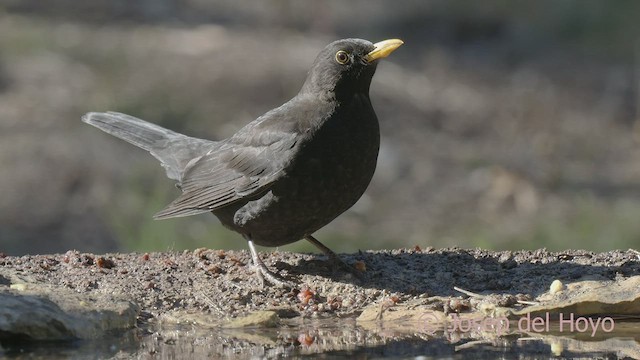 Eurasian Blackbird - ML533326241