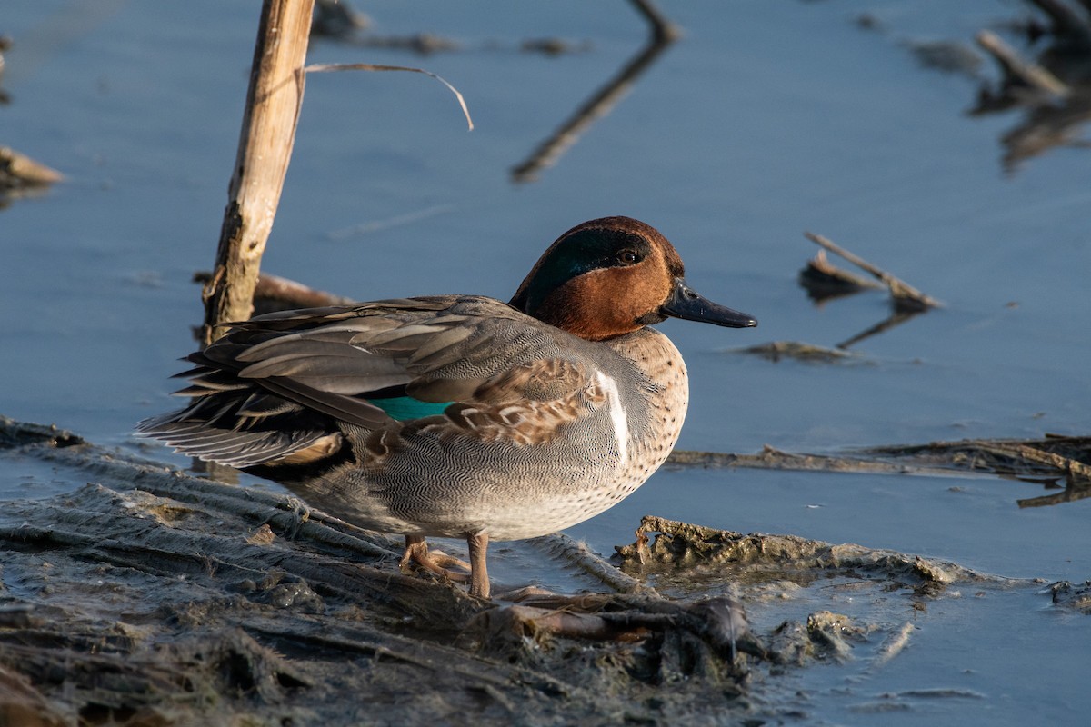 Green-winged Teal (American) - Cody Limber